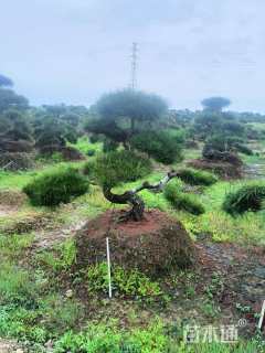 高度250厘米黑松