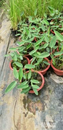 高度50厘米再力花