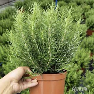 高度30厘米迷迭香