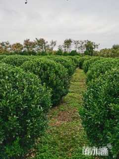 冠幅100厘米大叶黄杨球