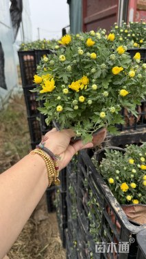 高度20厘米国庆菊