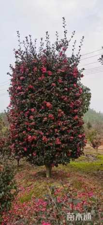 高度250厘米茶梅柱