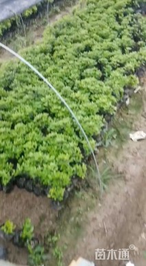 高度30厘米夏鹃小苗