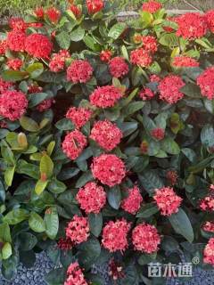 高度30厘米龙船花