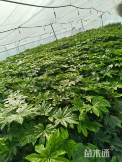 高度20厘米八角金盘