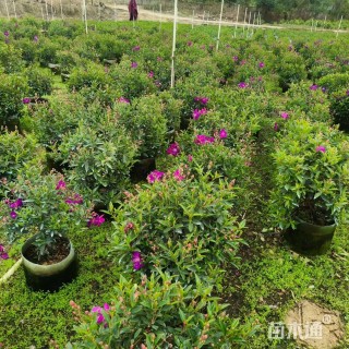 高度50厘米巴西野牡丹