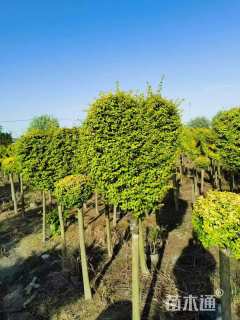 3公分造型亮晶女贞