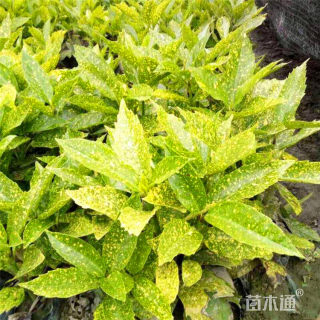 高度80厘米洒金珊瑚小苗