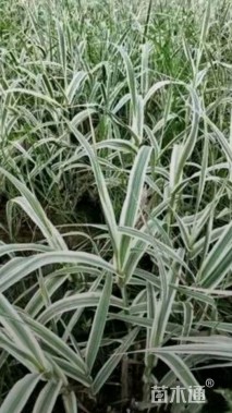 高度10厘米花叶芦竹