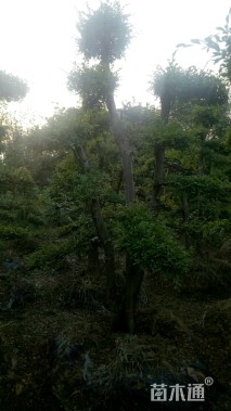 造型榆树