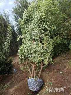 高度250厘米丛生黄栌