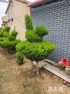 高度200厘米造型小叶黄杨