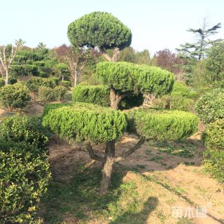 原生苗造型龙柏
