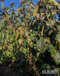 高度100厘米木绣球