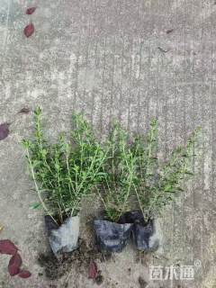 高度30厘米六月雪