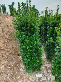 高度180厘米大叶黄杨柱