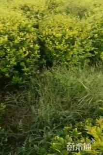 冠幅80厘米无刺枸骨球