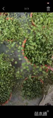 高度20厘米吊兰