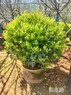 冠幅80厘米金森女贞球