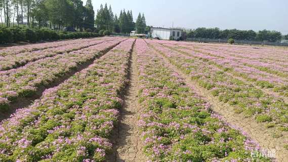 高度5厘米红花酢浆草