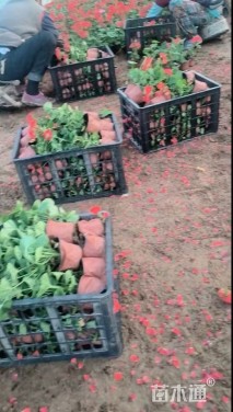 高度28厘米天竺葵