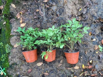 高度40厘米南天竹