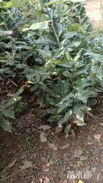 高度60厘米板栗