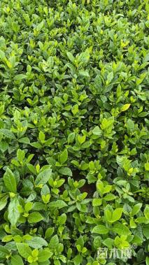 高度40厘米栀子花