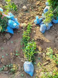 高度50厘米小叶丁香