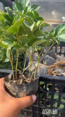 高度15厘米芍药