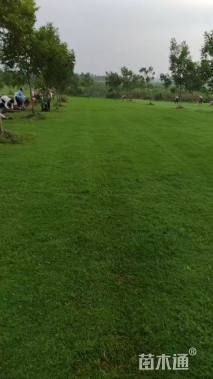 草卷状百慕大草