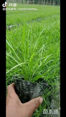 高度20厘米紫穗狼尾草