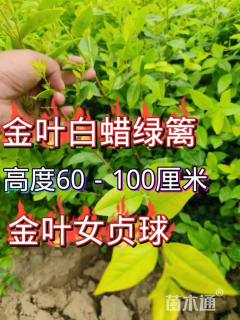 5公分造型小叶女贞