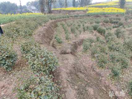 高度70厘米紫花三角梅