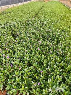 高度25厘米金盏菊