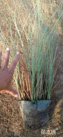 高度10厘米晨光芒