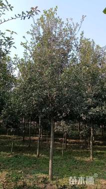 10公分椤木石楠