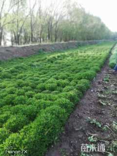 高度25厘米三七景天