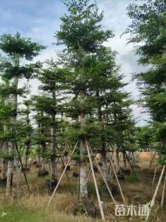 12公分小叶榄仁