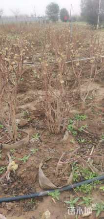 高度80厘米结香