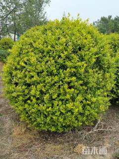 冠幅100厘米金叶女贞球