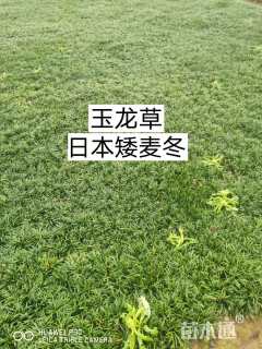 高度20厘米吉祥草