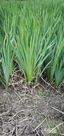 高度30厘米西伯利亚鸢尾