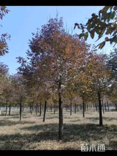 10公分秋紫白蜡