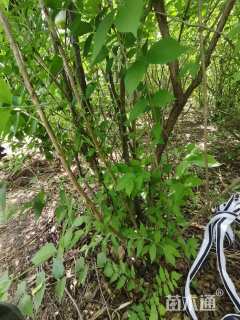 高度150厘米丛生金银木