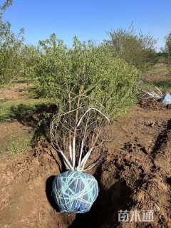 高度250厘米丛生山桃