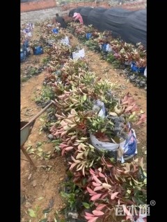 30公分红叶石楠