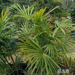 裸干高30厘米棕竹