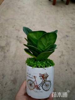 高度15厘米琴叶榕