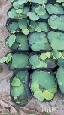 高度20厘米荷花